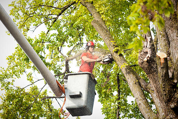 Best Tree Root Removal  in Early, TX